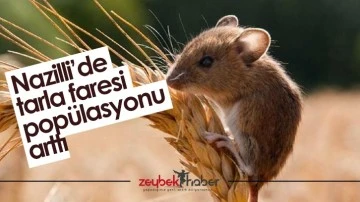 Nazilli&rsquo;de tarla faresi pop&uuml;lasyonu arttı