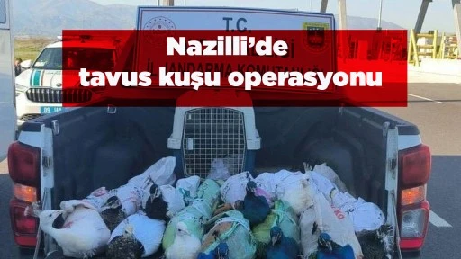 Nazilli&rsquo;de tavus kuşu operasyonu