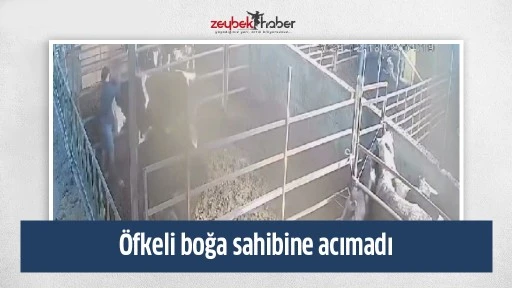 &Ouml;fkeli boğa sahibine acımadı