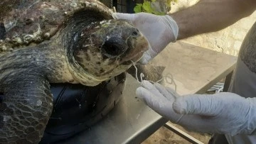 Olta iğnesi yutan deniz kaplumbağasını vatandaşların dikkati kurtardı