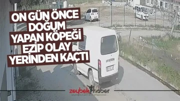 On g&uuml;n &ouml;nce doğum yapan k&ouml;peği ezip olay yerinden ka&ccedil;tı