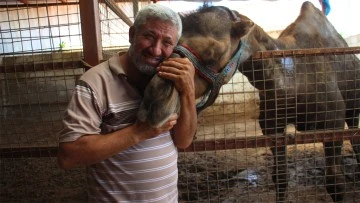 Otomobil fiyatına kurbanlık develer 'yok' satıyor