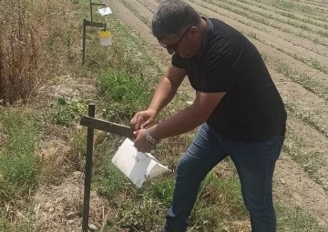 Pamuk tarlalarına tuzaklar asıldı