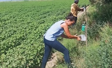 Pamuk &uuml;reticilerine &ldquo;arazi taraması&rdquo; &ccedil;ağrısı