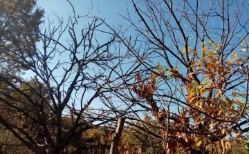 "Kestanenin geleceği tehlike altında"