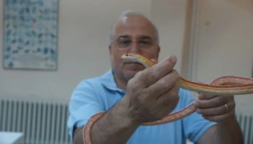 "Pandemi yılanların sayısını artırdı"