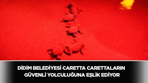 Sağtur Plajı&rsquo;nda 60 minik caretta caretta denizle buluştu