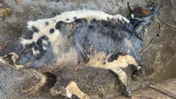 Şap hastası hayvanı kesmeye g&ouml;t&uuml;r&uuml;rken yakalandı