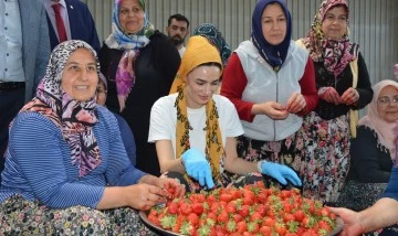Seda Sarıbaş&rsquo;tan &ccedil;ilek &uuml;reticilerine yardım eli