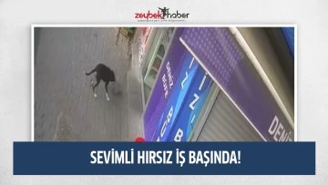 SEVİMLİ HIRSIZ İŞ BAŞINDA!
