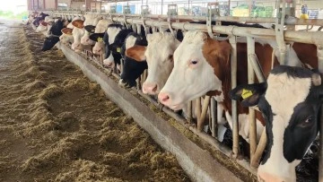 S&ouml;ke&rsquo;de 36 bin 250 b&uuml;y&uuml;kbaş hayvan aşılandı