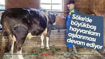 S&ouml;ke&rsquo;de b&uuml;y&uuml;kbaş hayvanların aşılanması devam ediyor