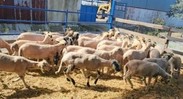 S&ouml;ke'de kurbanlık koyunlara kulak k&uuml;pesi uygulaması