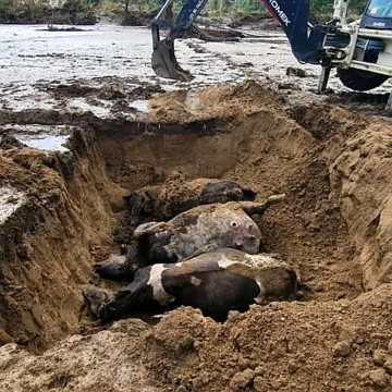 S&ouml;ke'de sel felaketinin tarımsal &uuml;retimdeki zararları da ortaya &ccedil;ıkıyor