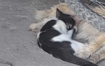 S&ouml;ke'de yavru kediyi emziren k&ouml;pek y&uuml;rekleri ısıttı