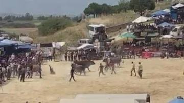 S&ouml;ke'deki boğa g&uuml;reşleri nefes kesti