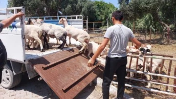 S&ouml;ke Hayvan Pazarı'nda satıcılar m&uuml;şterilerini bekliyor