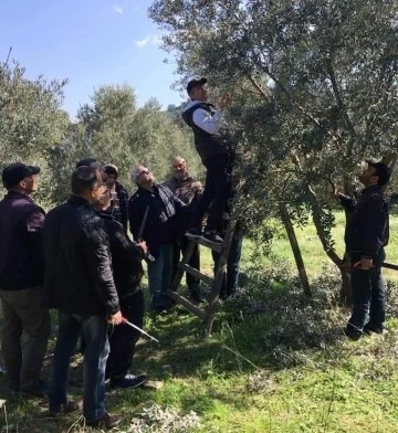 S&ouml;ke İl&ccedil;e Tarım ve Orman M&uuml;d&uuml;rl&uuml;ğ&uuml;'nden zeytin &uuml;reticilerine 'budama' uyarısı