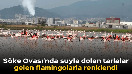 S&ouml;ke Ovası'nda suyla dolan tarlalar, gelen flamingolarla renklendi