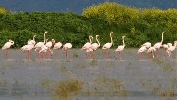 S&ouml;ke Ovası&rsquo;nın balerini allı turnalar, tarlalara indi