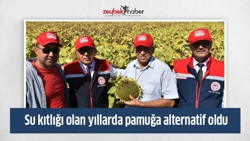 Su kıtlığı olan yıllarda pamuğa alternatif oldu