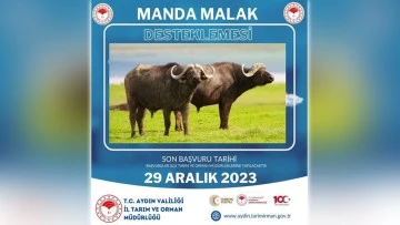 Tarım M&uuml;d&uuml;rl&uuml;ğ&uuml;'nden Manda desteği a&ccedil;ıklaması