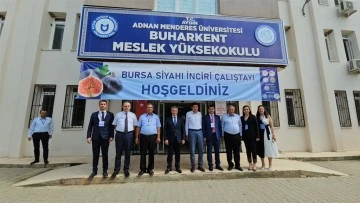 Taze incirde erkenciliği ile Buharkent rakip tanımıyor