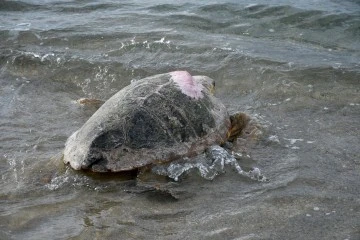 Tedavileri tamamlanan 3 caretta caretta Kuşadası&rsquo;nda denizle buluştu