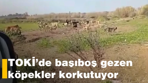 TOKİ&rsquo;de başıboş gezen k&ouml;pekler korkutuyor
