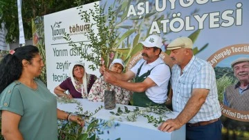 T&uuml;rkiye&rsquo;deki delice zeytinleri ekonomiye kazandırılmaya devam ediyor