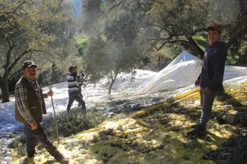&Uuml;reticiler bu yıl zeytin değil altın topluyor