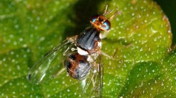 &Uuml;reticilere zeytin sineği uyarısı