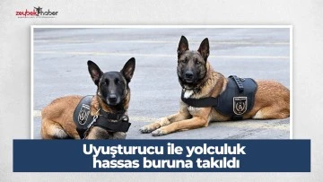 Uyuşturucu ile yolculuk hassas buruna takıldı