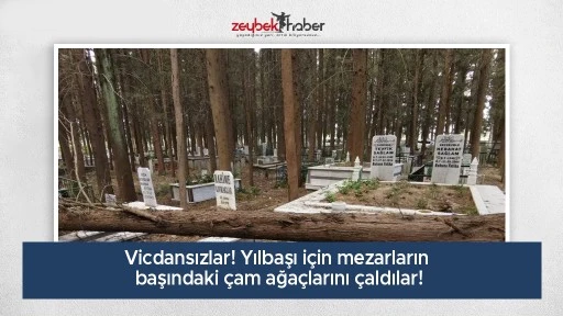 Vicdansızlar! Yılbaşı i&ccedil;in mezarların başındaki &ccedil;am ağa&ccedil;larını &ccedil;aldılar!