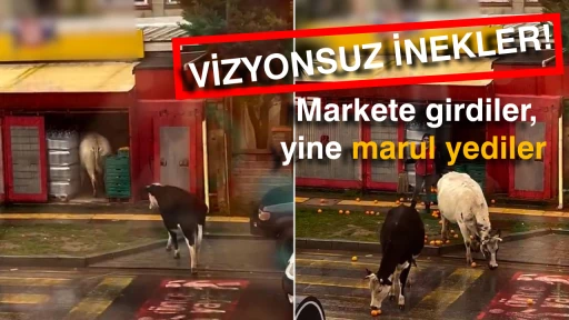 VİZYONSUZ İNEKLER! Markete girdiler, yine marul yediler