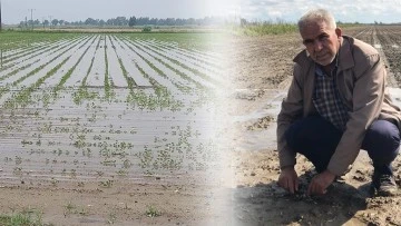 Yağışlar, S&ouml;ke Ovası&rsquo;nda pamuğa mantar getirdi