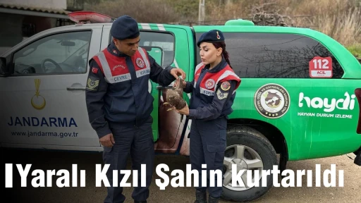 Yaralı Kızıl Şahin kurtarıldı