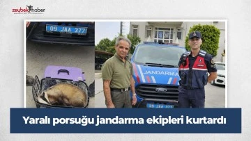 Yaralı porsuğu jandarma ekipleri kurtardı