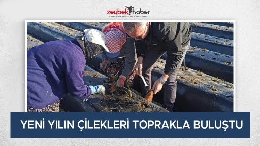 Yeni yılın &ccedil;ilekleri toprakla buluştu