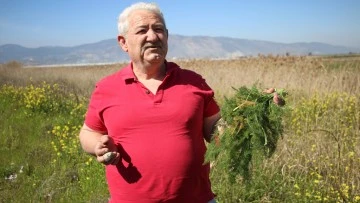 Yol kenarından topladığı otlardan para kazanıyor