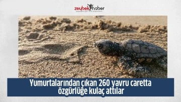Yumurtalarından &ccedil;ıkan 260 yavru caretta &ouml;zg&uuml;rl&uuml;ğe kula&ccedil; attılar