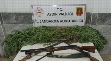 Zeytin bah&ccedil;esinden uyuşturucu &ccedil;ıktı