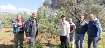 Zeytin budamayı uygulamalı &ouml;ğrendiler
