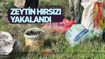 Zeytin hırsızı yakalandı