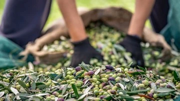 Zeytin sekt&ouml;r&uuml; ihracatta 1 milyar dolara koşuyor