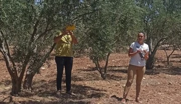 Zeytincilere &ldquo;ila&ccedil;lama&rdquo; &ccedil;ağrısı