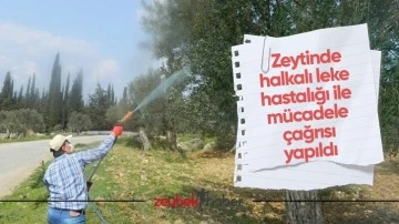 Zeytinde halkalı leke hastalığı ile m&uuml;cadele &ccedil;ağrısı yapıldı